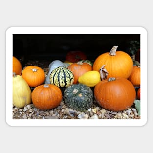 Colourful Pumpkins Sticker